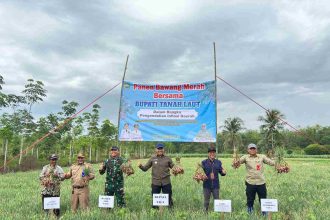 Kegiatan Bupati Rahmat panen bawang merah di Desa Ambungan. ( dok Asep LK)