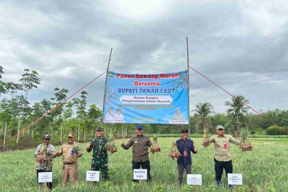 Kegiatan Bupati Rahmat panen bawang merah di Desa Ambungan. ( dok Asep LK)