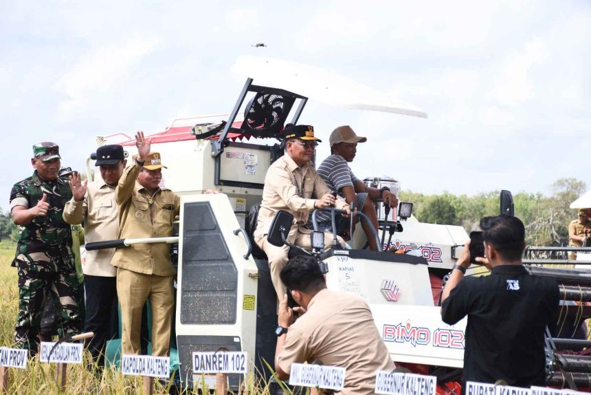 Gubernur Kalteng dan Bupati Kapuas Panen Raya Padi di Bataguh, Dorong Ketahanan Pangan Nasional