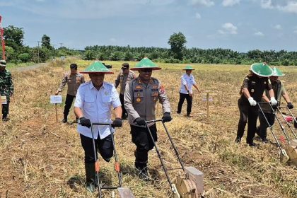 tanam jagung serentak