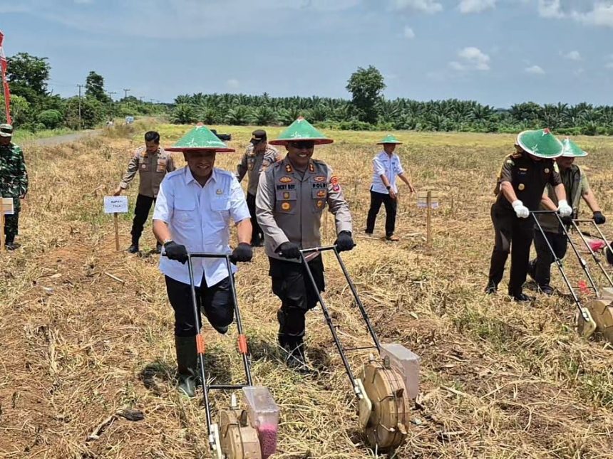 tanam jagung serentak
