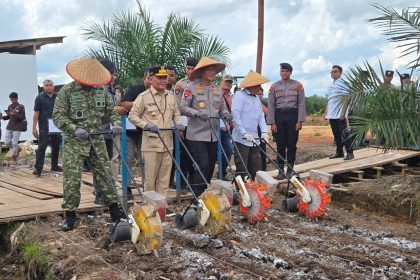 Tanam Jagung Serentak