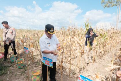 Bupati Kapuas Hadiri Panen Raya Jagung Serentak di Kapuas Hilir