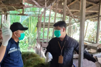 DKP3 Balangan Pastikan Hewan Kurban Sehat Jelang Iduladha