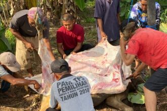 Kantor Pertanahan Tapin Laksanakan Pemotongan Hewan Qurban di Desa Hiyung