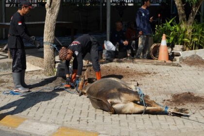 Momentum Iduladha, Pemkab Banjar Sembelih Tiga Sapi Kurban untuk Pegawai dan Warga