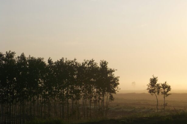 haze