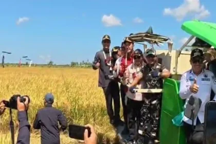 Panen 25.817 Hektare, Kapuas Perkuat Peran sebagai Penyangga Pangan Kalteng