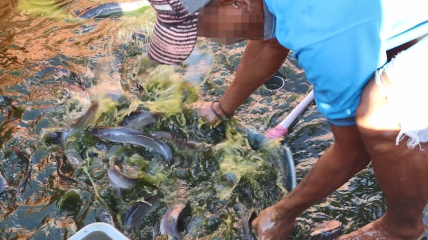 Warga Binaan Lapas Batulicin saat memanen ikan lele.