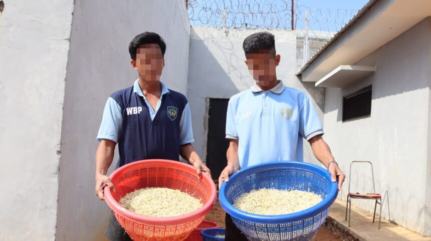 Warga binaan Lapas Batulicin saat memanen tauge. Dok. Humas