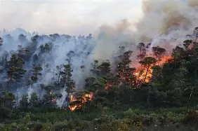 Prabowo Panggil Panglima TNI hingga Kapolri, Penanganan Karhutla Dibahas
